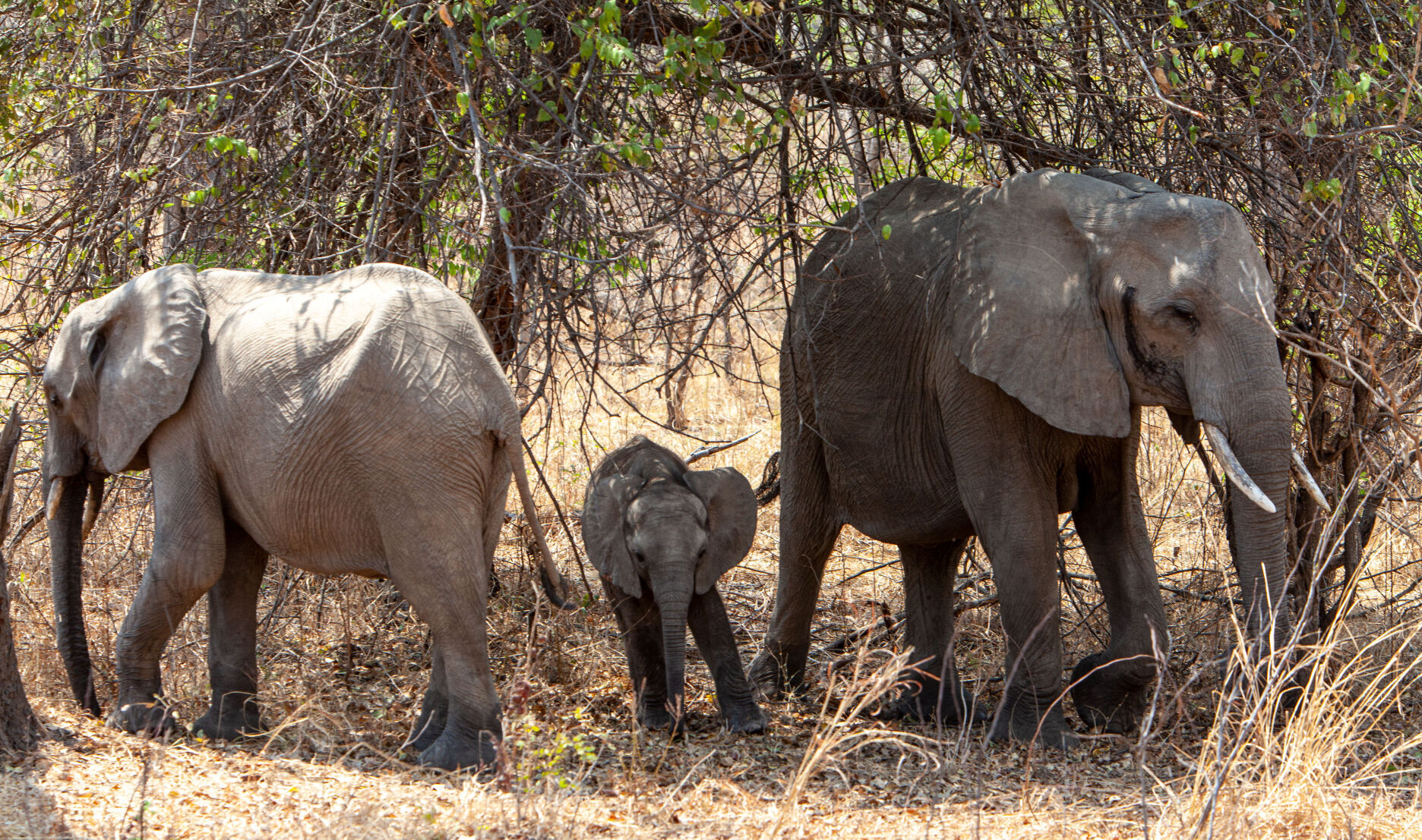 Elephants family
